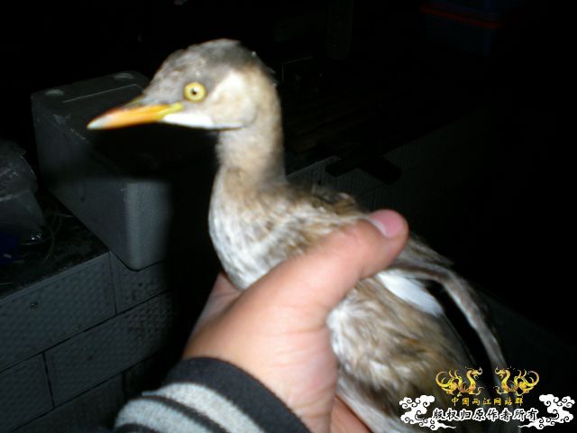 ??一只