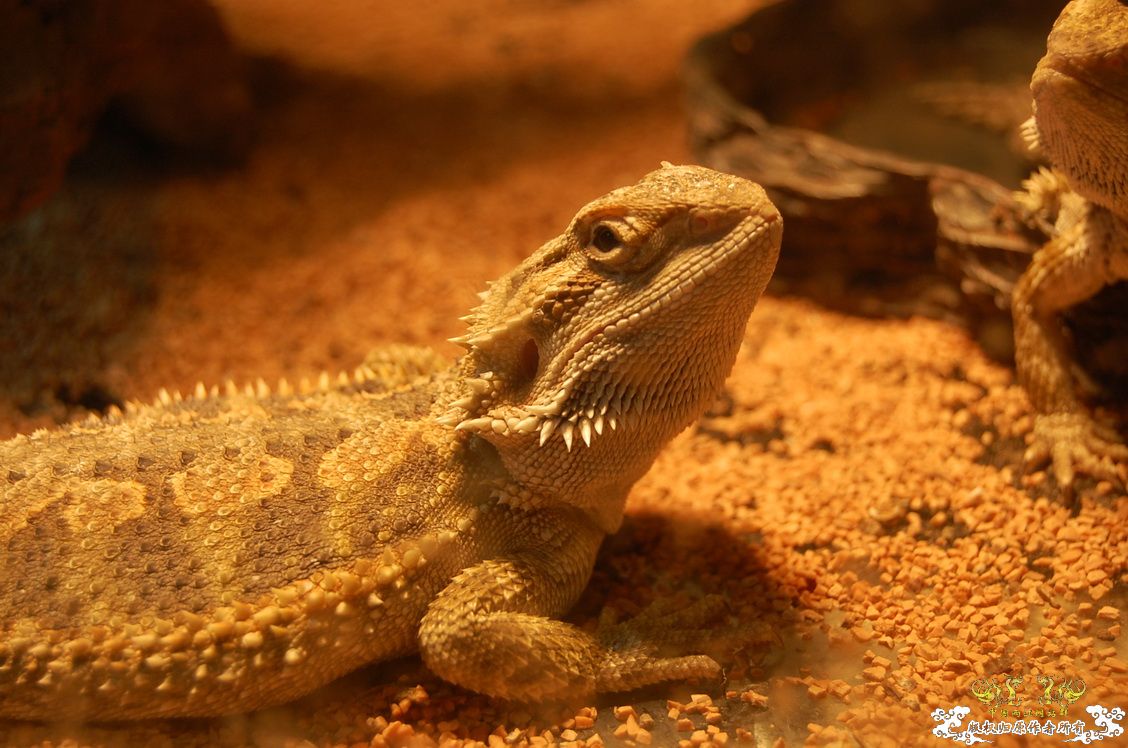 烧到超越甲流--成都12.12-12.13纪实！