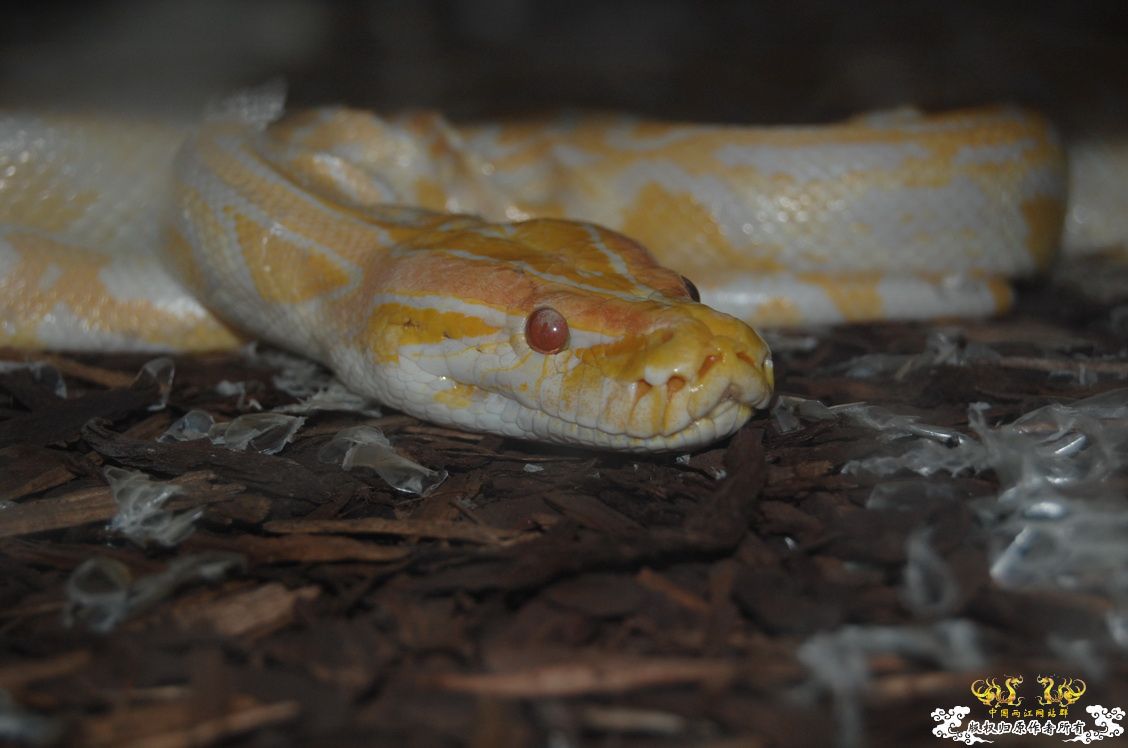 烧到超越甲流--成都12.12-12.13纪实！