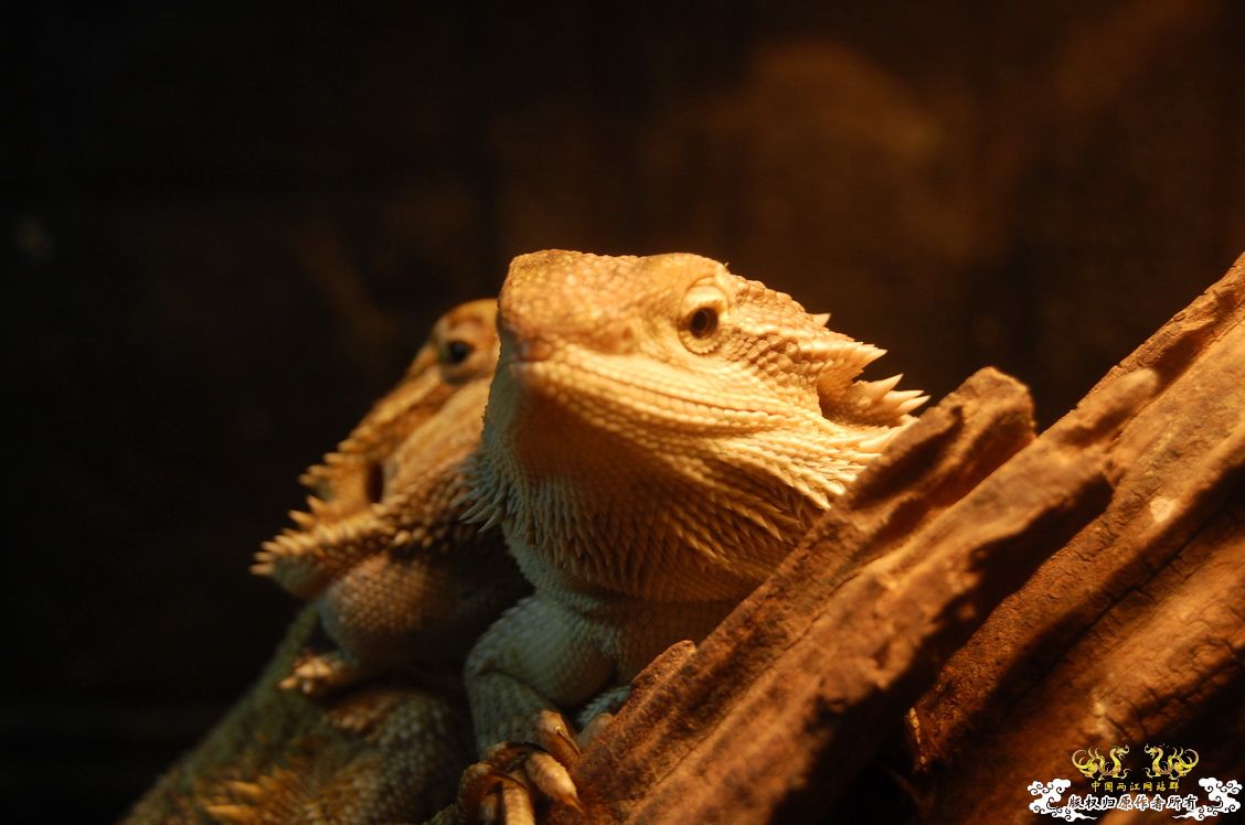 烧到超越甲流--成都12.12-12.13纪实！