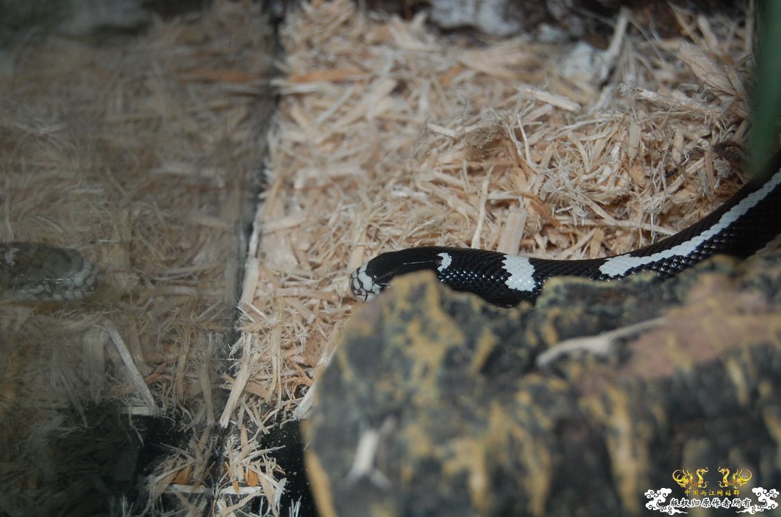 烧到超越甲流--成都12.12-12.13纪实！