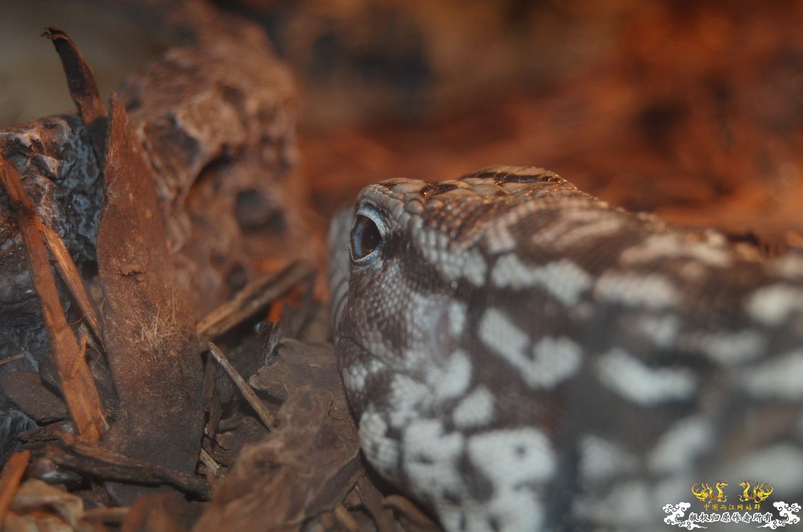 烧到超越甲流--成都12.12-12.13纪实！