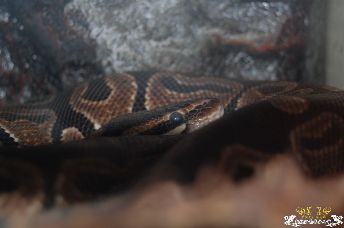 烧到超越甲流--成都12.12-12.13纪实！