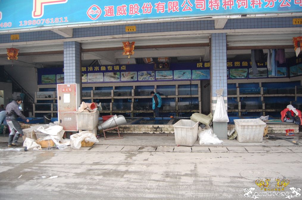 烧到超越甲流--成都12.12-12.13纪实！