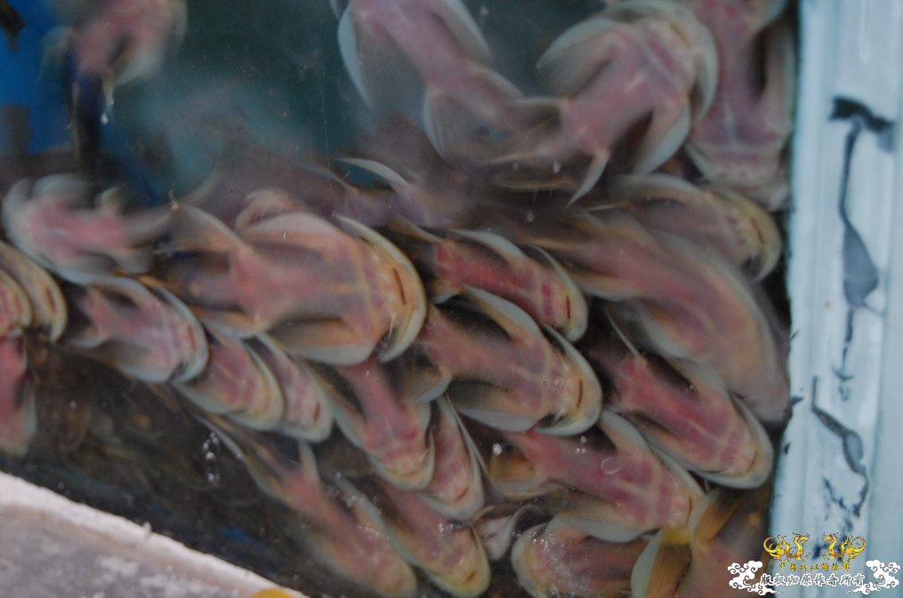 烧到超越甲流--成都12.12-12.13纪实！