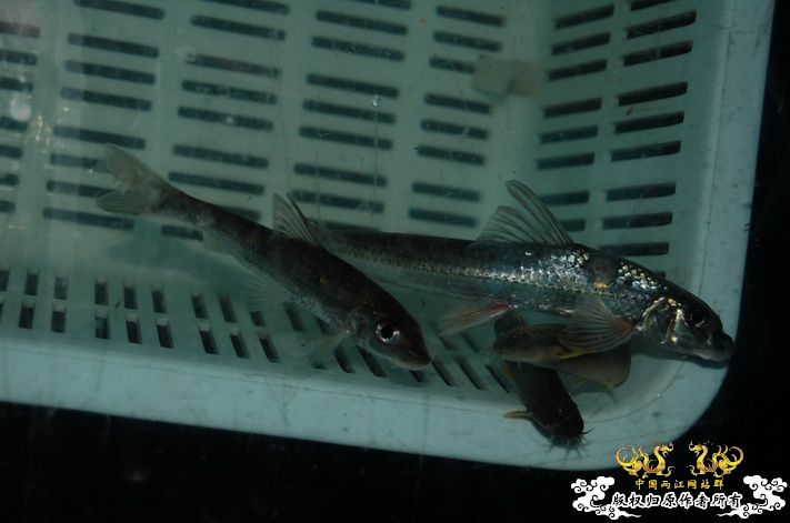 烧到超越甲流--成都12.12-12.13纪实！