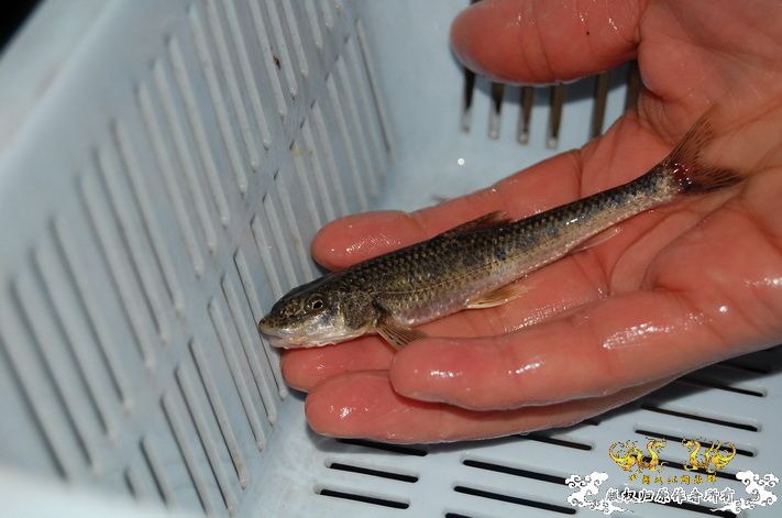 烧到超越甲流--成都12.12-12.13纪实！