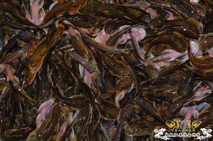 烧到超越甲流--成都12.12-12.13纪实！