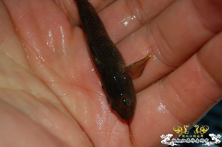 烧到超越甲流--成都12.12-12.13纪实！