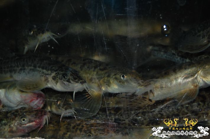 烧到超越甲流--成都12.12-12.13纪实！