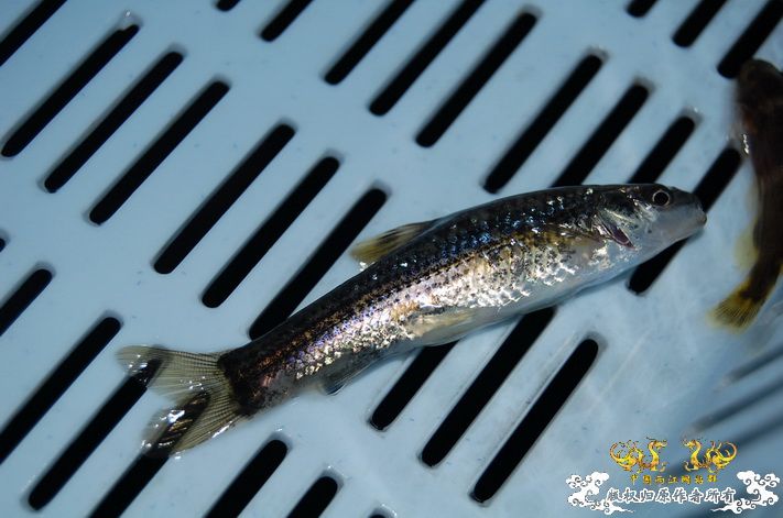 烧到超越甲流--成都12.12-12.13纪实！