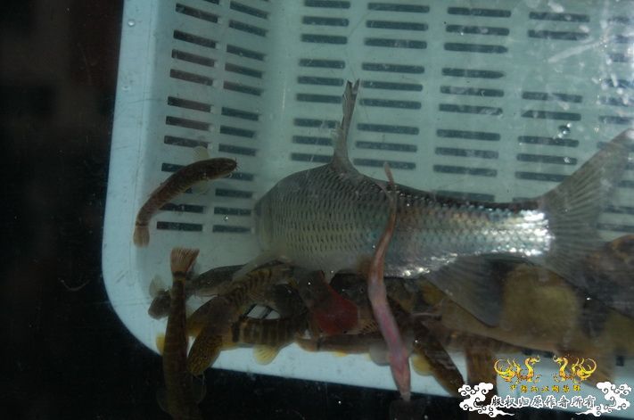 烧到超越甲流--成都12.12-12.13纪实！