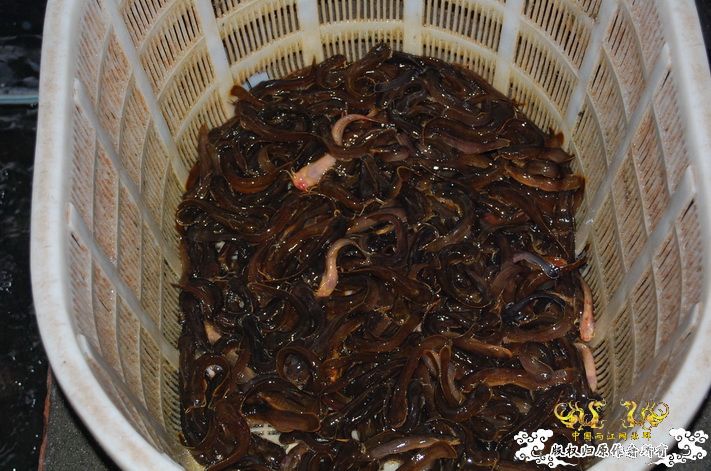 烧到超越甲流--成都12.12-12.13纪实！