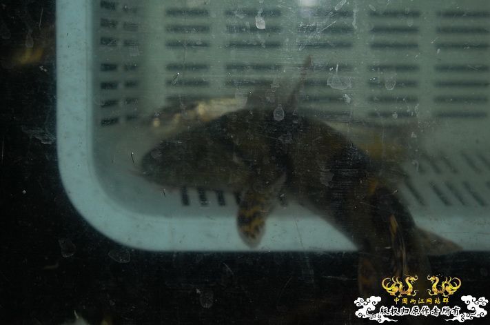 烧到超越甲流--成都12.12-12.13纪实！