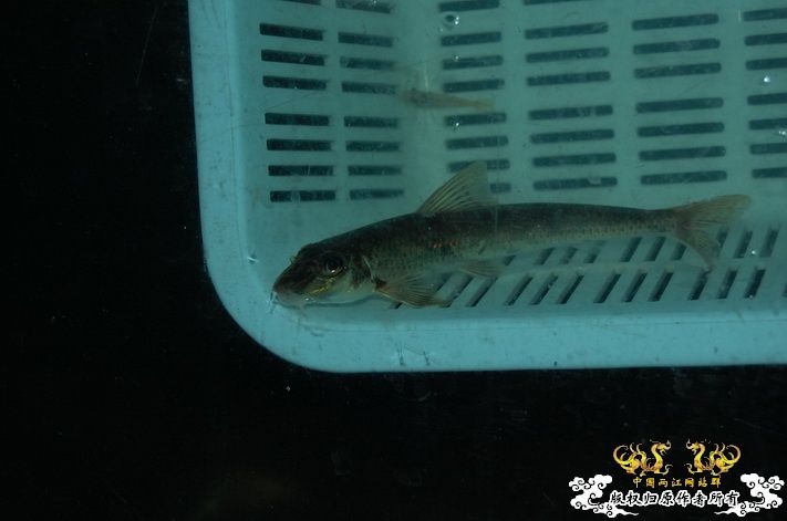 烧到超越甲流--成都12.12-12.13纪实！