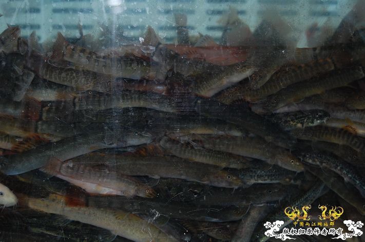 烧到超越甲流--成都12.12-12.13纪实！