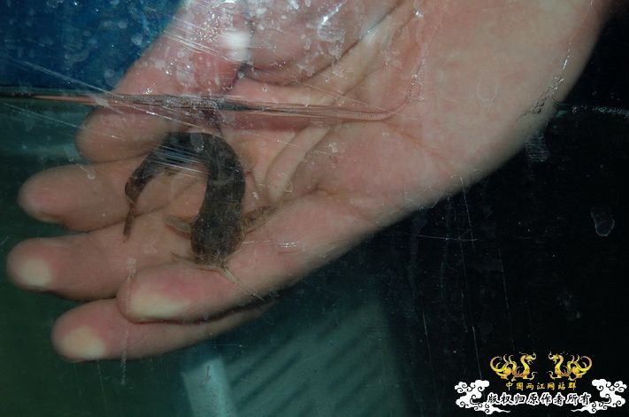 烧到超越甲流--成都12.12-12.13纪实！