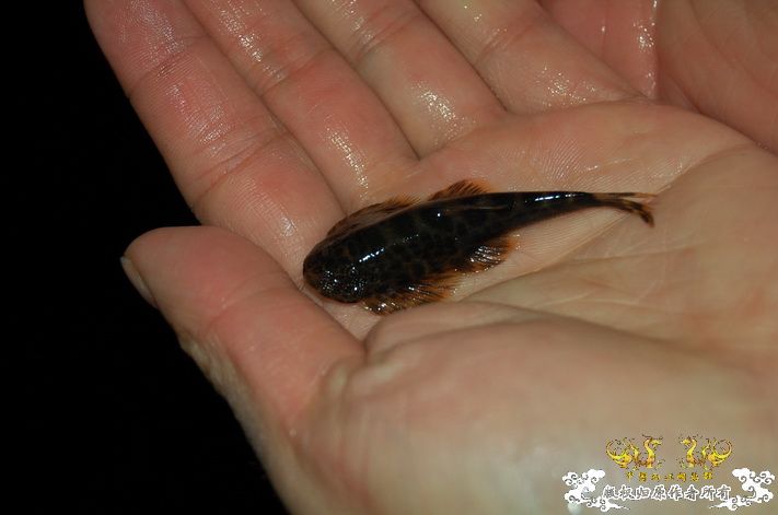 烧到超越甲流--成都12.12-12.13纪实！