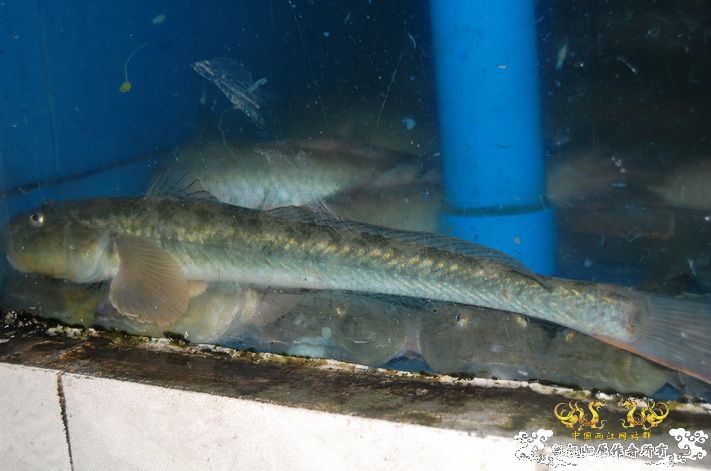 烧到超越甲流--成都12.12-12.13纪实！