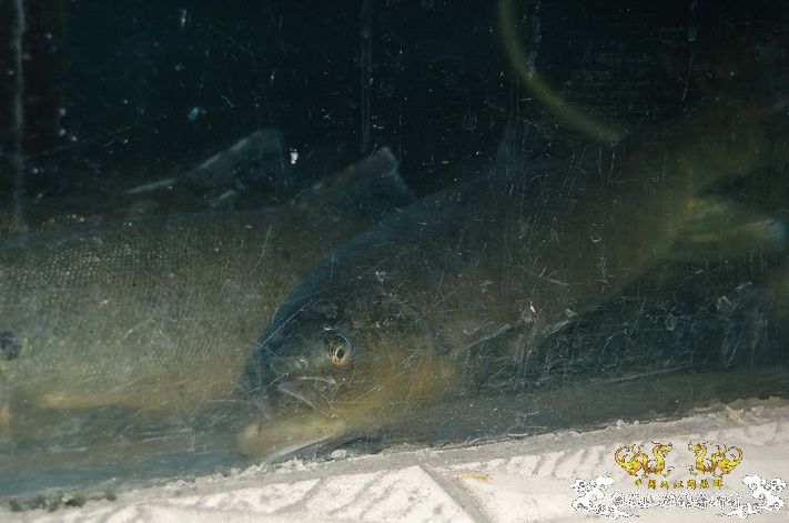 烧到超越甲流--成都12.12-12.13纪实！