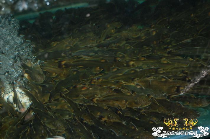 烧到超越甲流--成都12.12-12.13纪实！