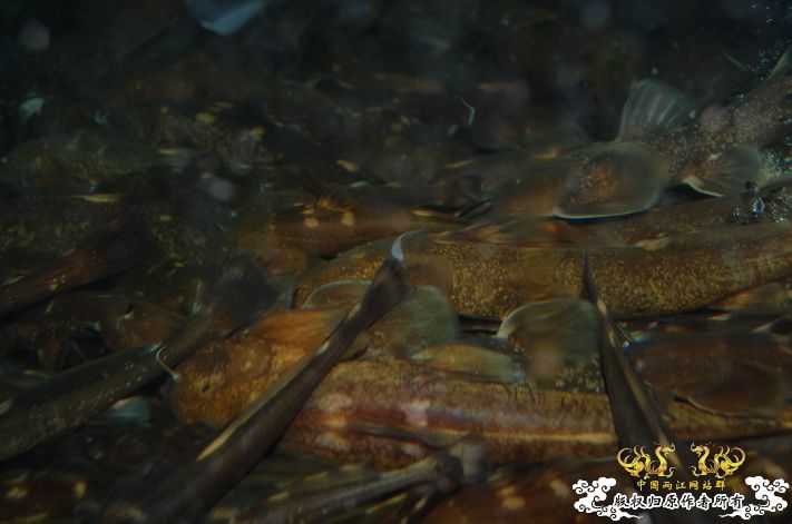 烧到超越甲流--成都12.12-12.13纪实！