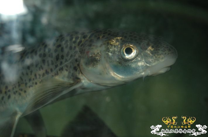 烧到超越甲流--成都12.12-12.13纪实！