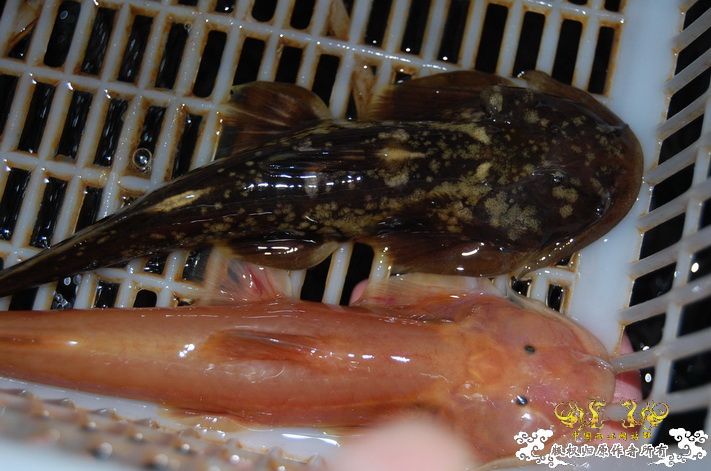 烧到超越甲流--成都12.12-12.13纪实！