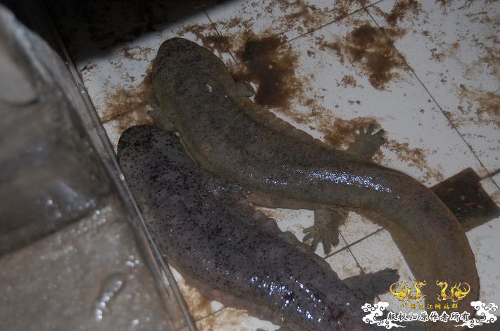 烧到超越甲流--成都12.12-12.13纪实！