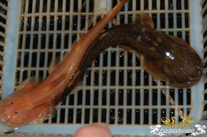 烧到超越甲流--成都12.12-12.13纪实！