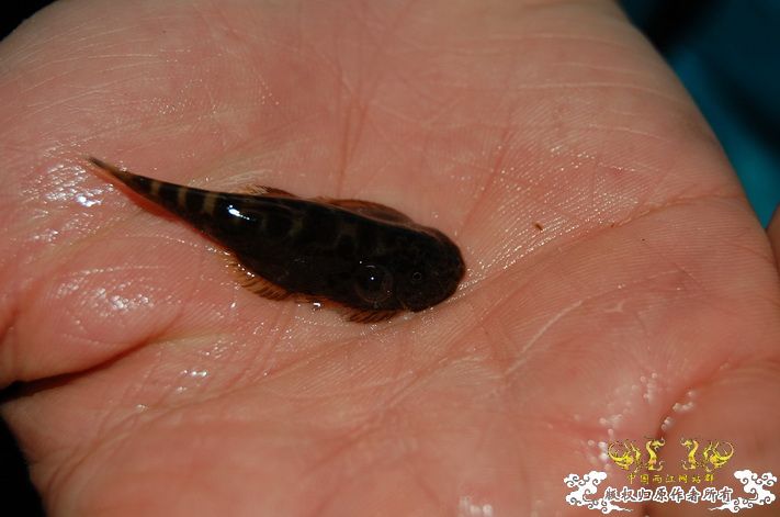 烧到超越甲流--成都12.12-12.13纪实！