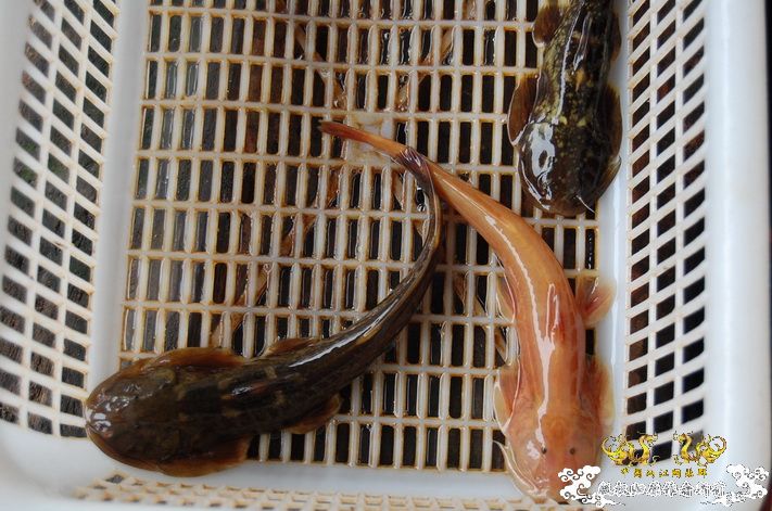 烧到超越甲流--成都12.12-12.13纪实！