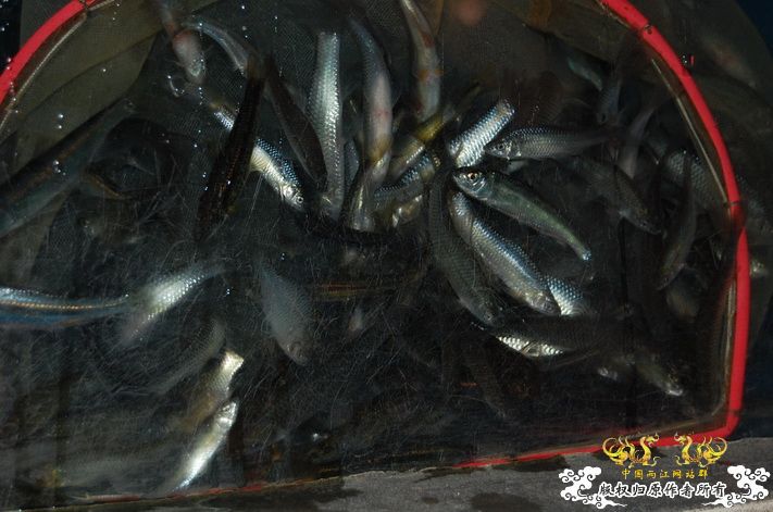 烧到超越甲流--成都12.12-12.13纪实！