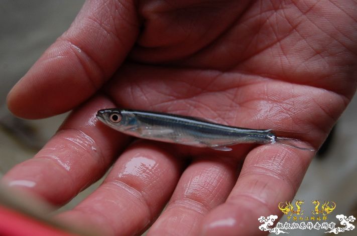 烧到超越甲流--成都12.12-12.13纪实！