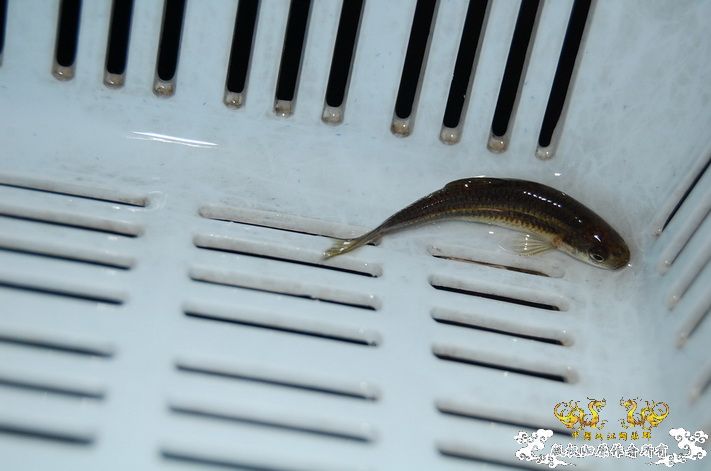 烧到超越甲流--成都12.12-12.13纪实！