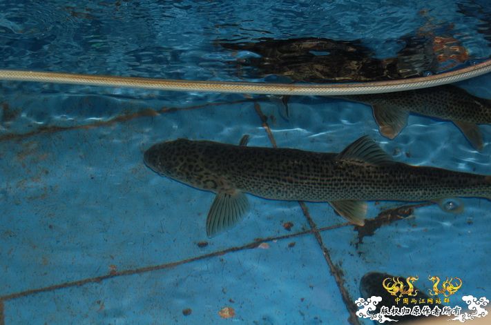 烧到超越甲流--成都12.12-12.13纪实！