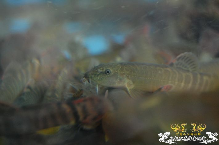 烧到超越甲流--成都12.12-12.13纪实！