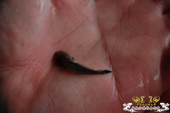 烧到超越甲流--成都12.12-12.13纪实！