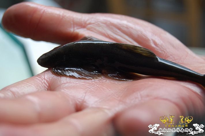 烧到超越甲流--成都12.12-12.13纪实！