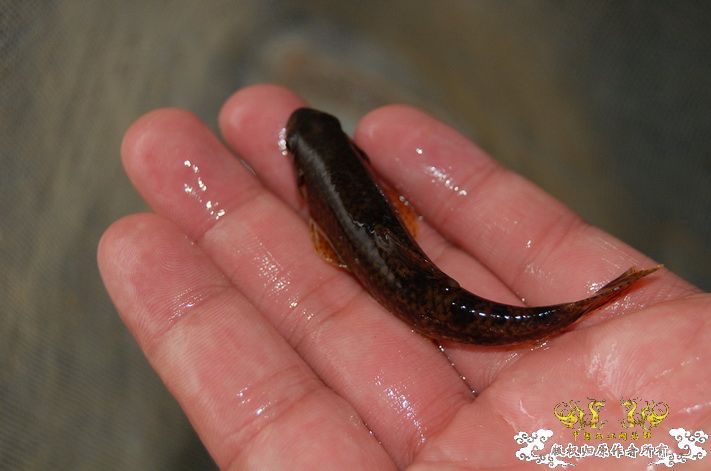 烧到超越甲流--成都12.12-12.13纪实！