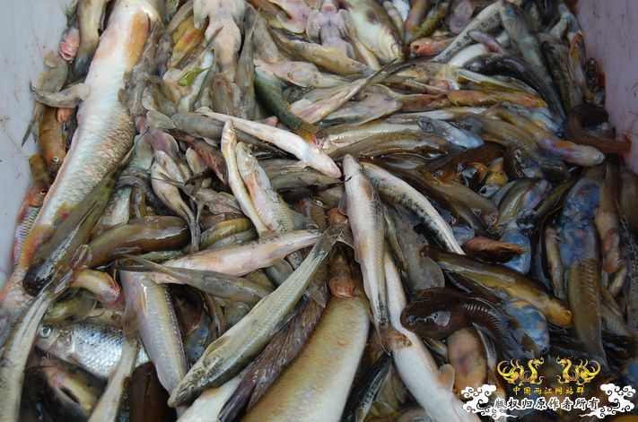 烧到超越甲流--成都12.12-12.13纪实！