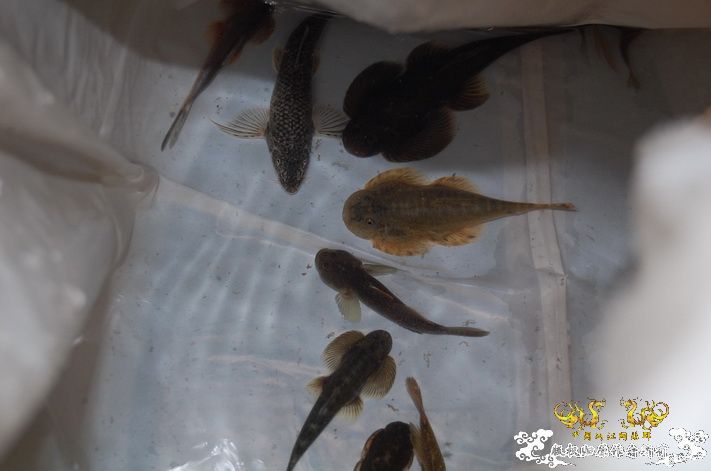 烧到超越甲流--成都12.12-12.13纪实！