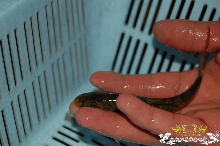 烧到超越甲流--成都12.12-12.13纪实！