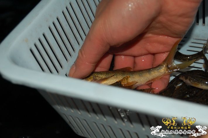 烧到超越甲流--成都12.12-12.13纪实！