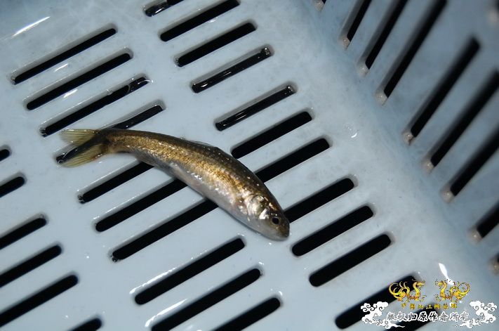 烧到超越甲流--成都12.12-12.13纪实！