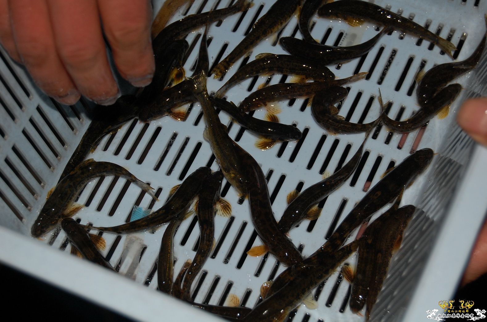 烧到超越甲流--成都12.12-12.13纪实！