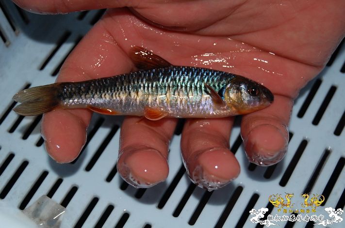 烧到超越甲流--成都12.12-12.13纪实！