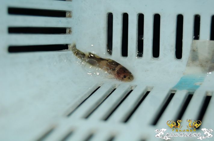 烧到超越甲流--成都12.12-12.13纪实！