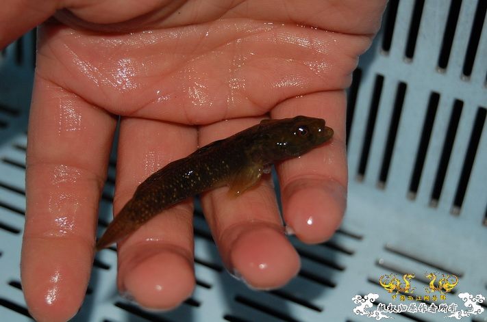 烧到超越甲流--成都12.12-12.13纪实！