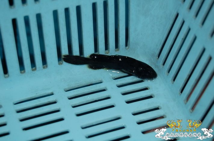 烧到超越甲流--成都12.12-12.13纪实！